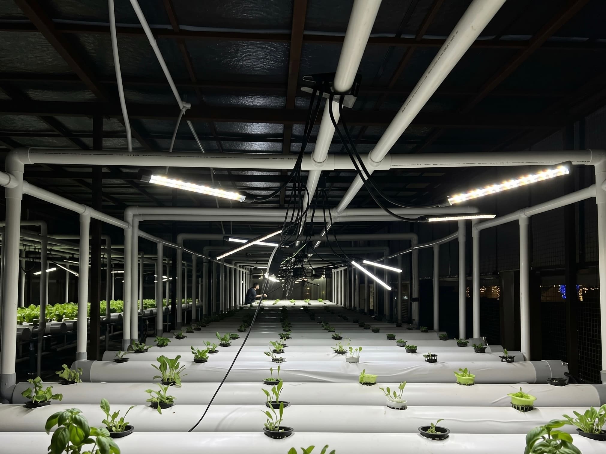 Commercial Hydroponic Setup