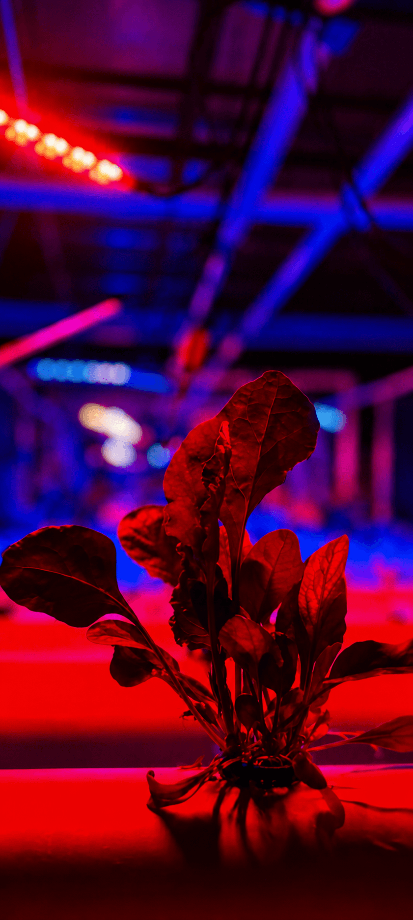 Hydroponic Plants Close Up
